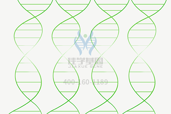 【俄罗斯专享会294基因检测】脊髓延髓肌萎缩症基因解码、基因检测